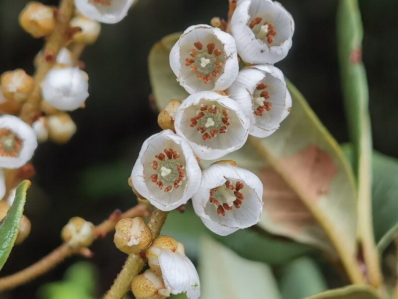 Clethra gelida
