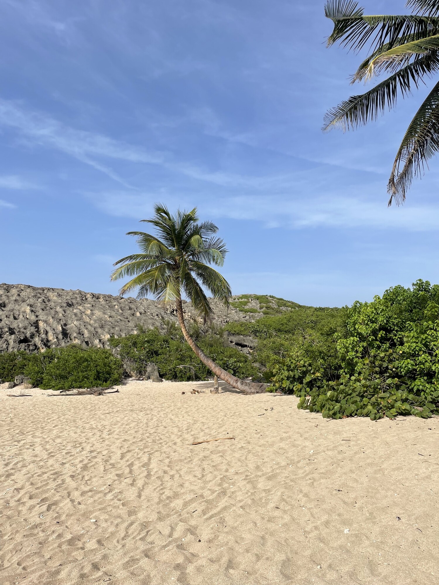 Coconut palm showing full habit on sandy beach