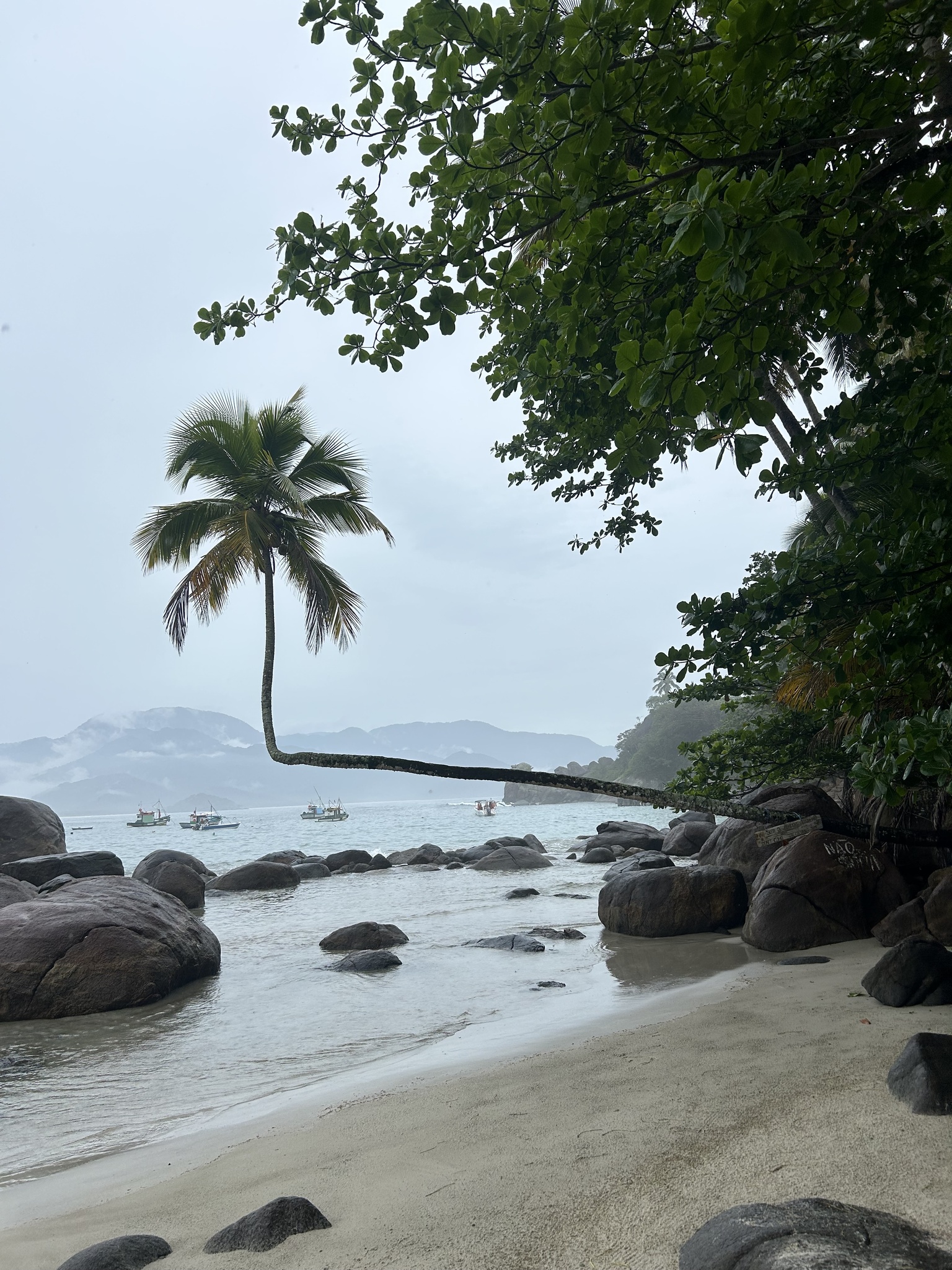 Coconut palm leaning over rocky tropical beach