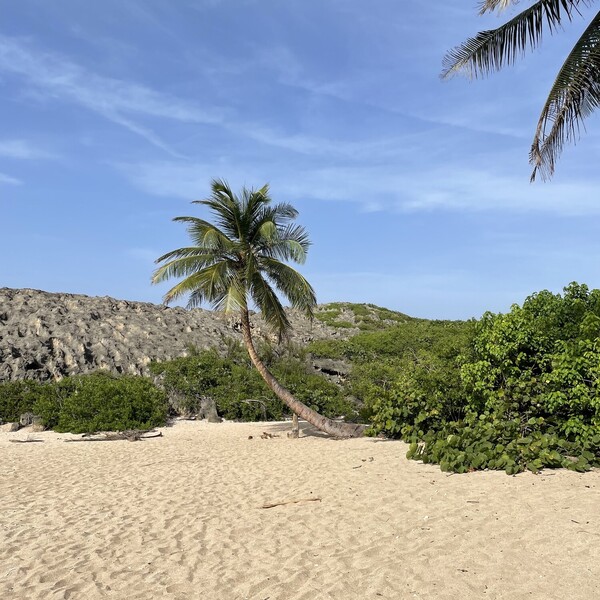 Coconut