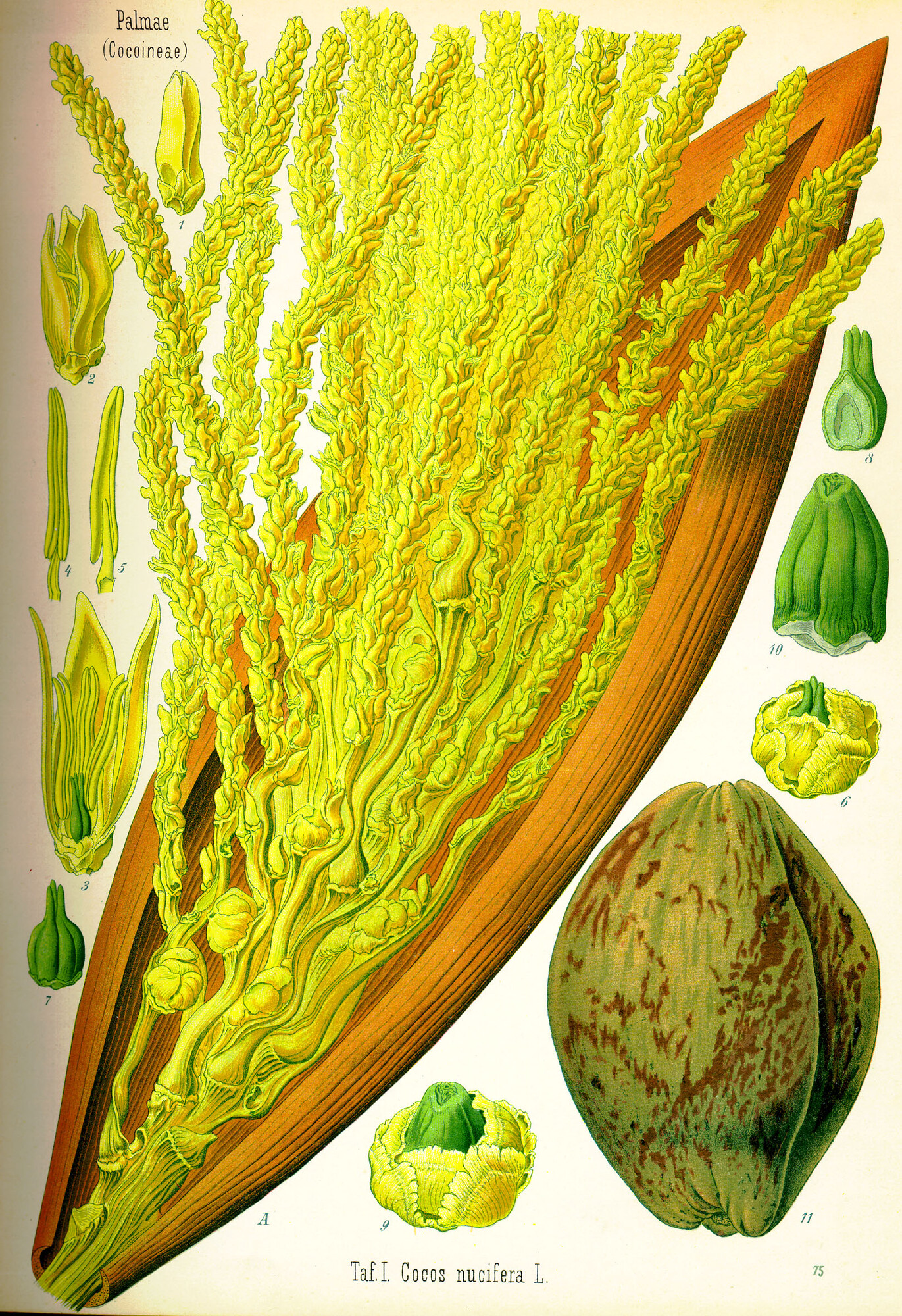 Botanical illustration of coconut palm showing inflorescence and flowers