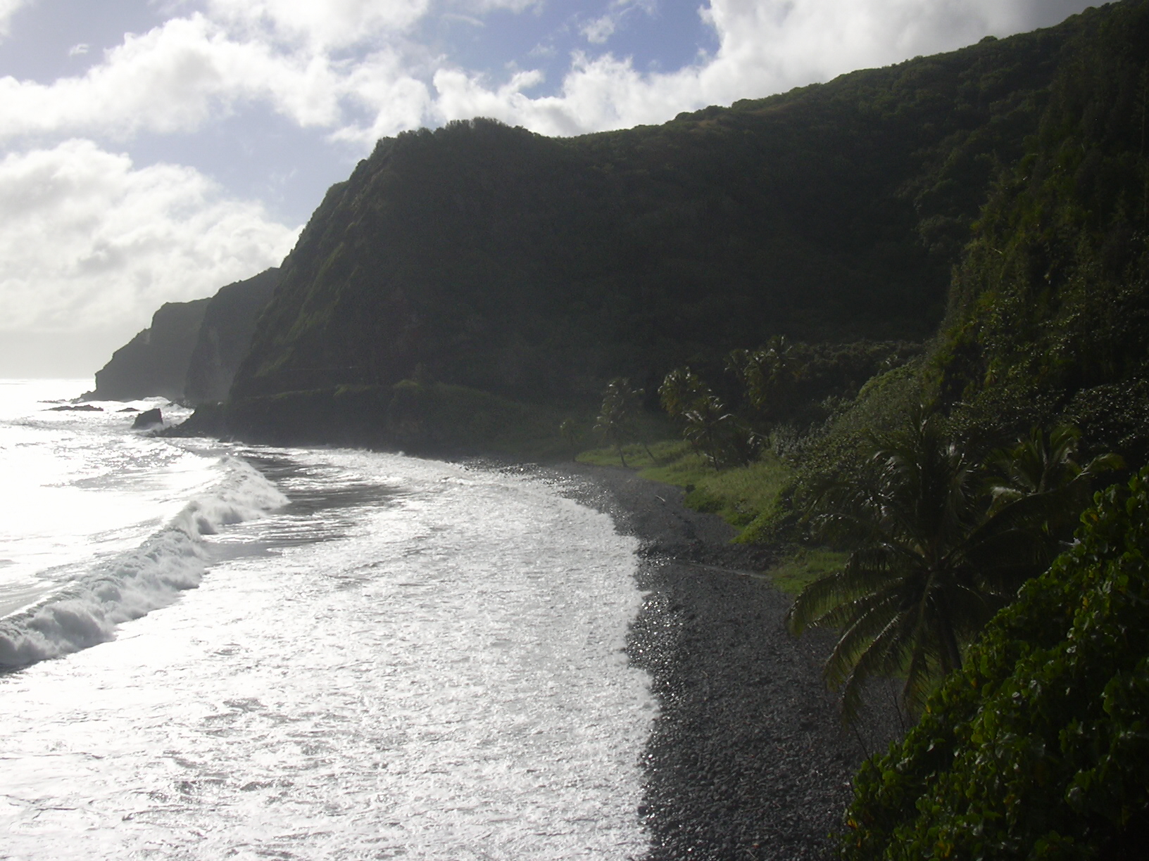 Coconut palms along Hawaiian coastline