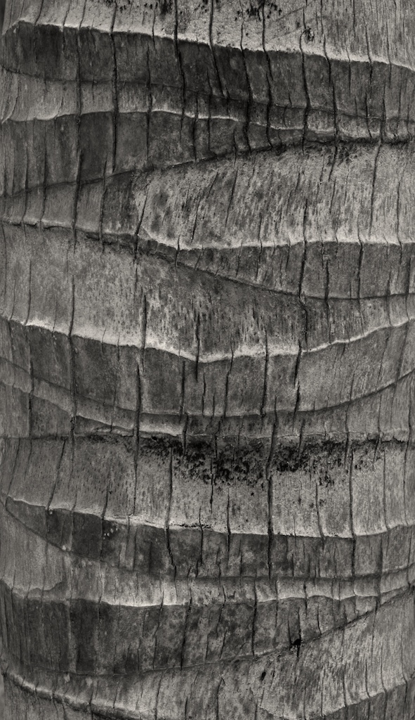 Close-up of coconut palm trunk showing ring scars