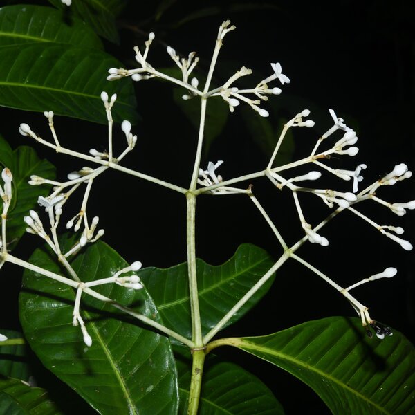 Panicled Coussarea