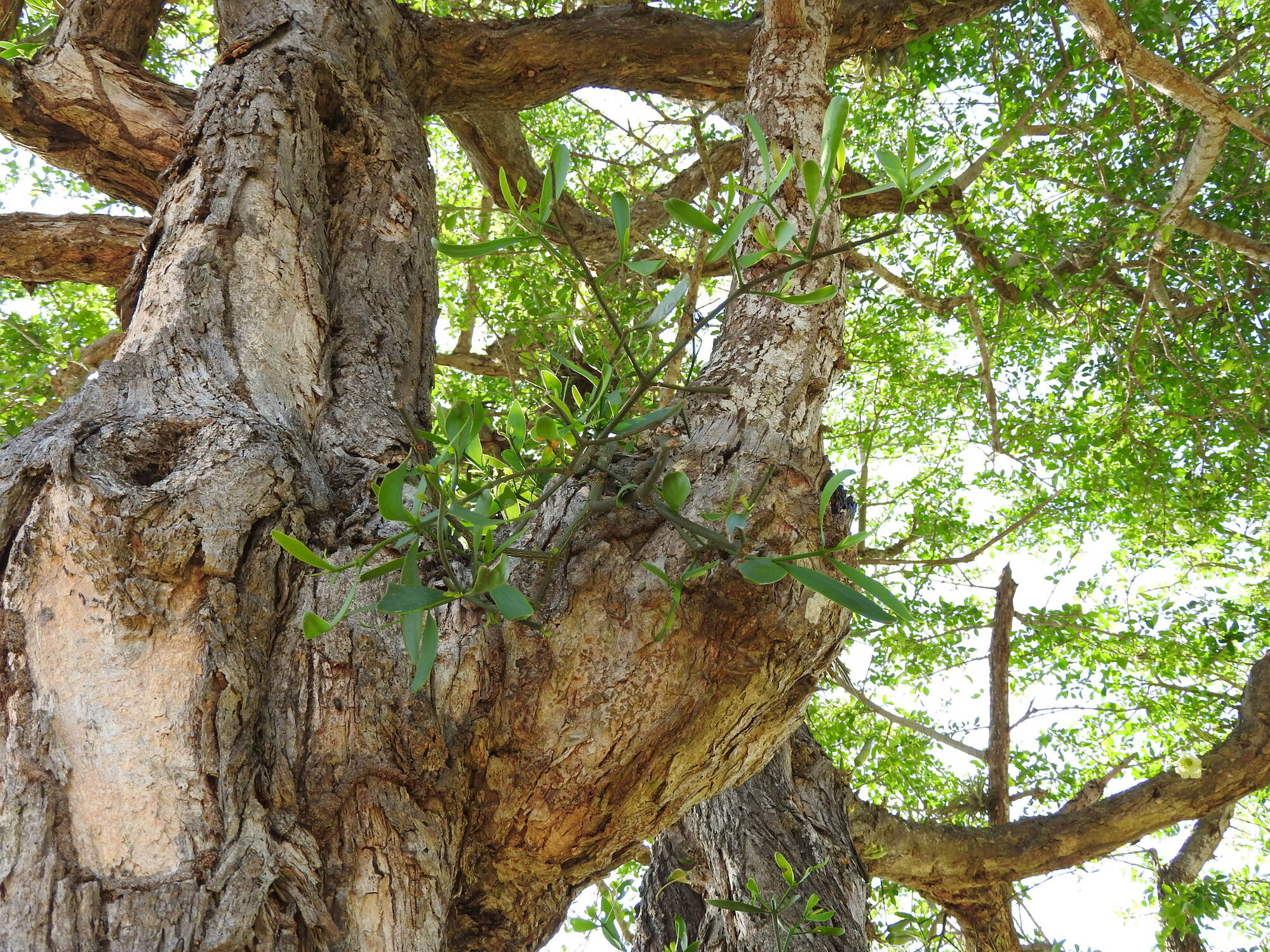 Bark texture of mature calabash tree