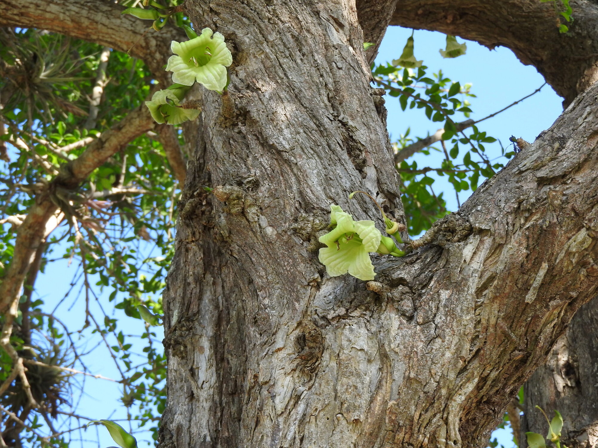 Cauliflorous flowers of calabash tree emerging directly from the trunk
