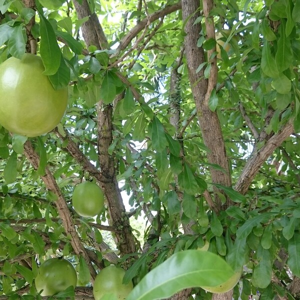 Calabash Tree