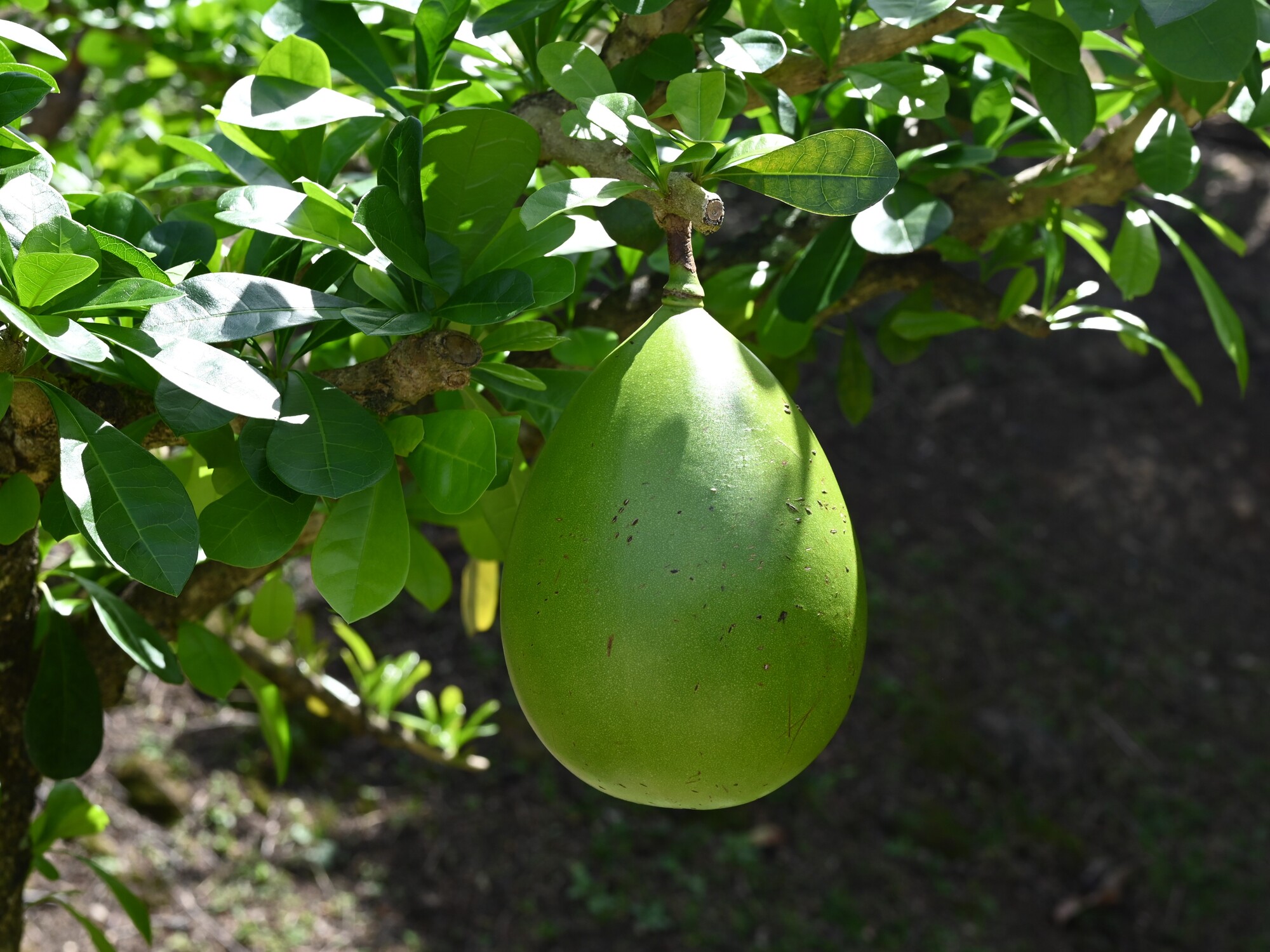 Calabash fruit hanging from branch with characteristic fasciculate leaves