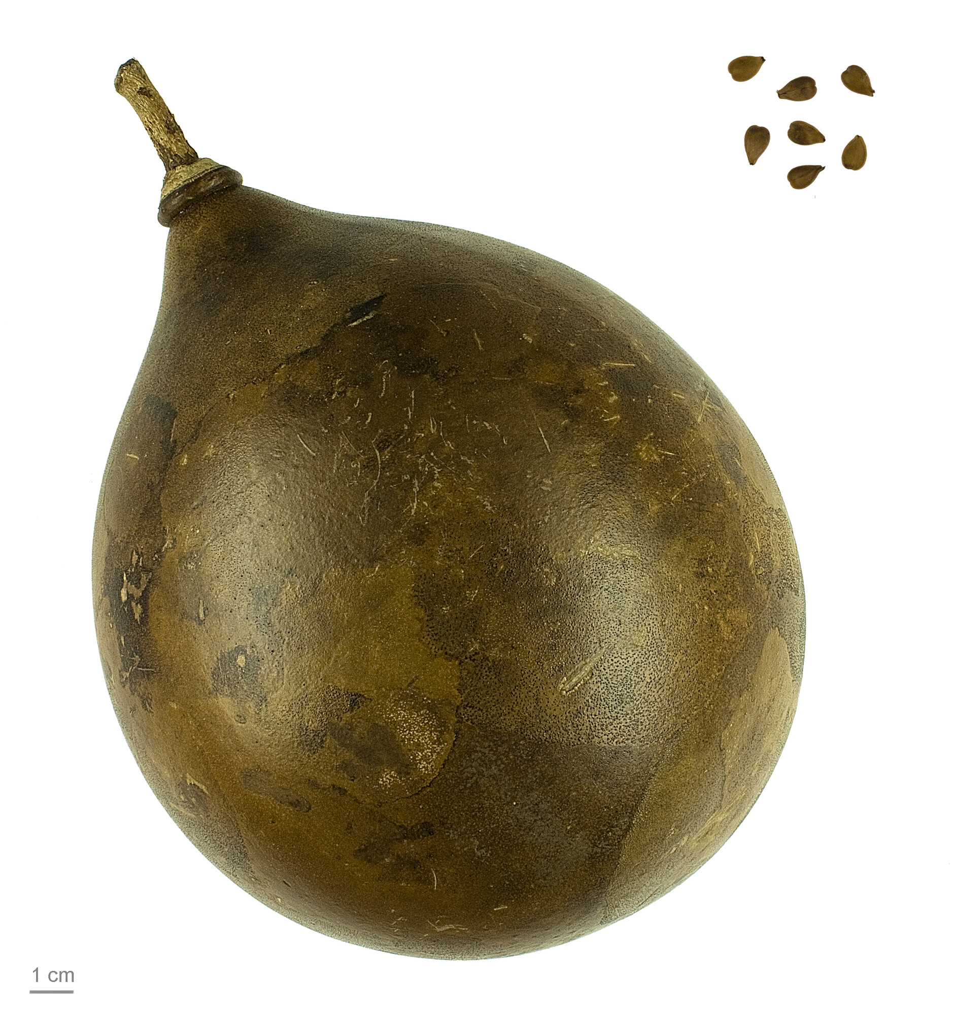 Dried calabash fruit from museum collection