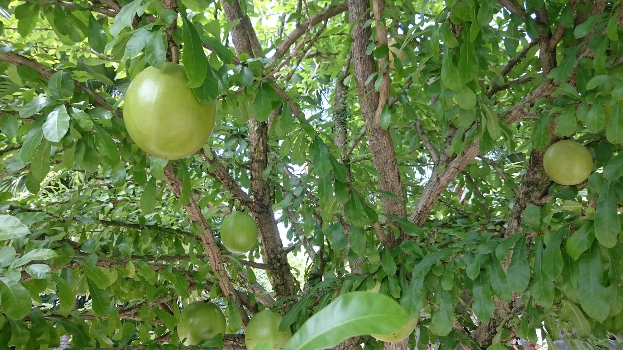 Calabash tree with characteristic gourd-like fruits hanging from branches