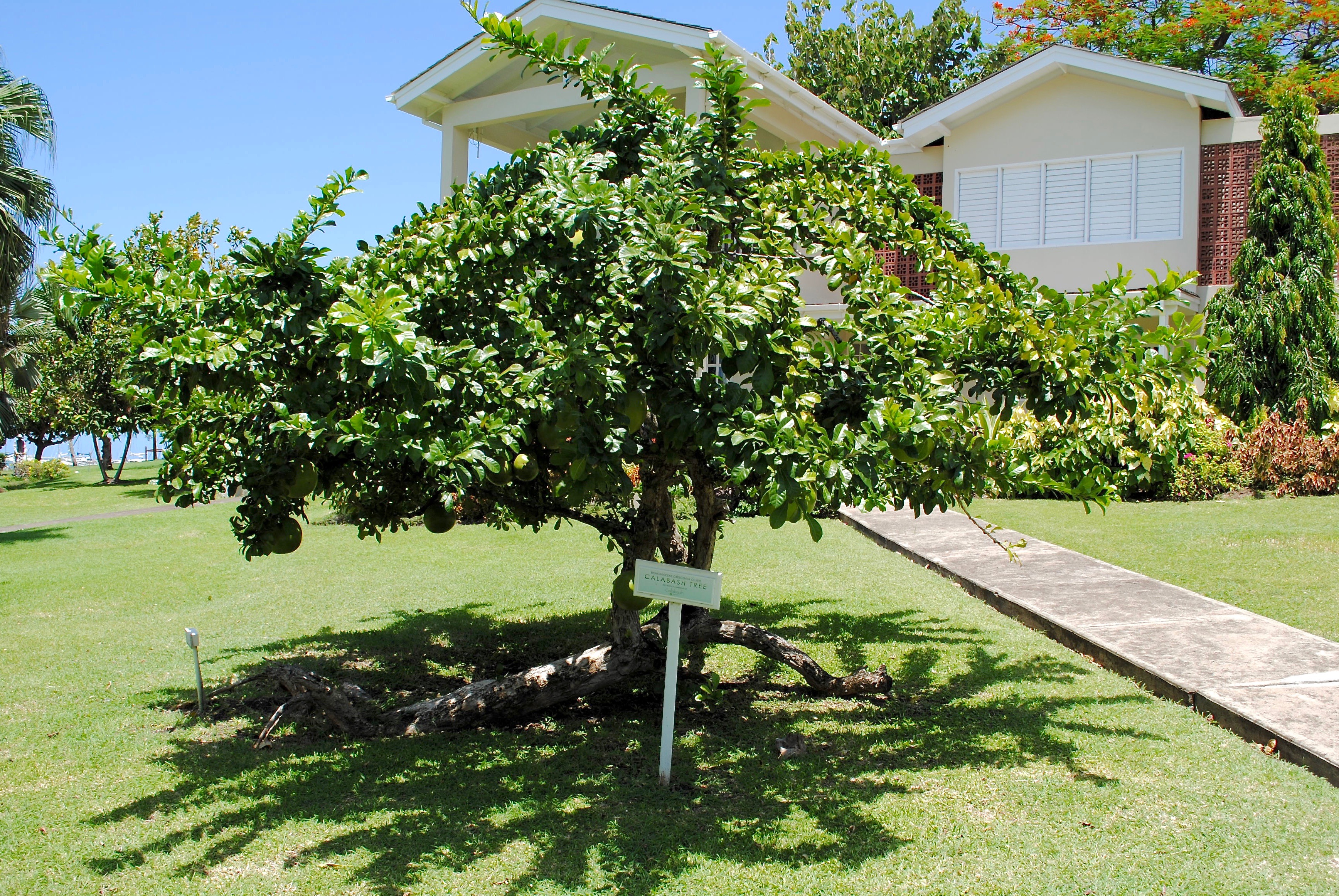Calabash tree showing characteristic spreading crown and hanging fruits in Grenada