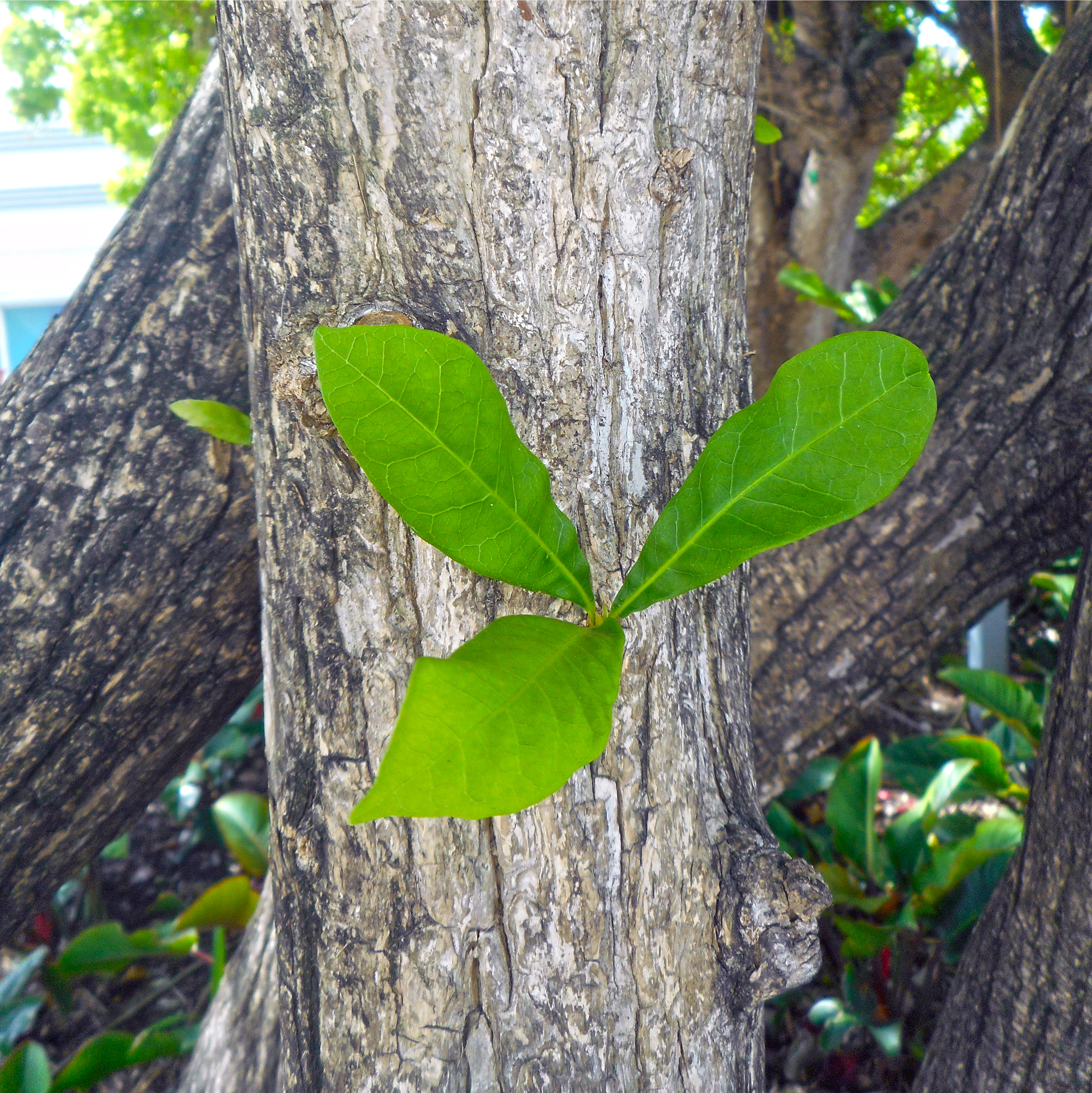 Fasciculate leaves of calabash tree emerging from a thickened node on the trunk