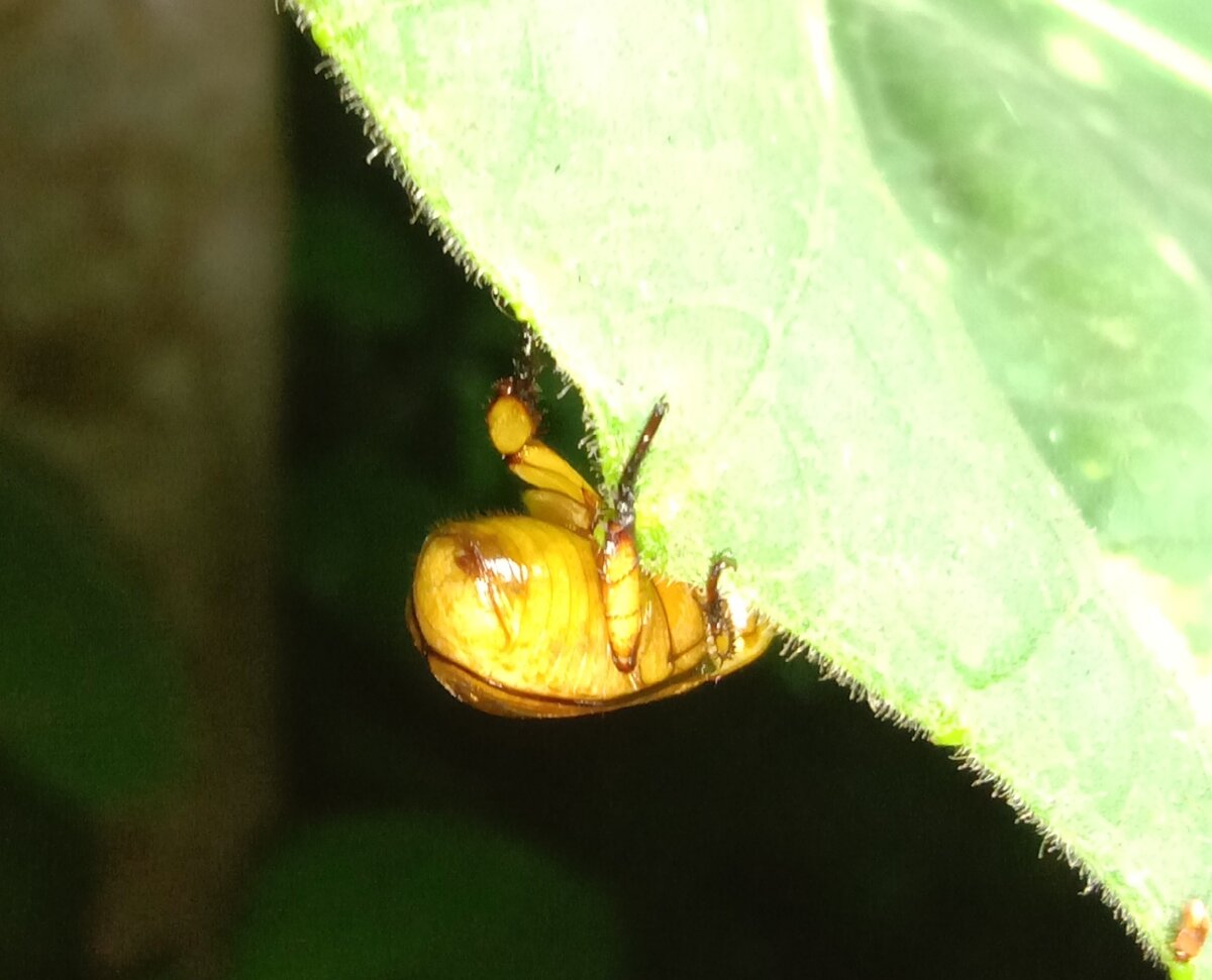 Cyclocephala scarab beetle, a primary pollinator of Neotropical magnolias