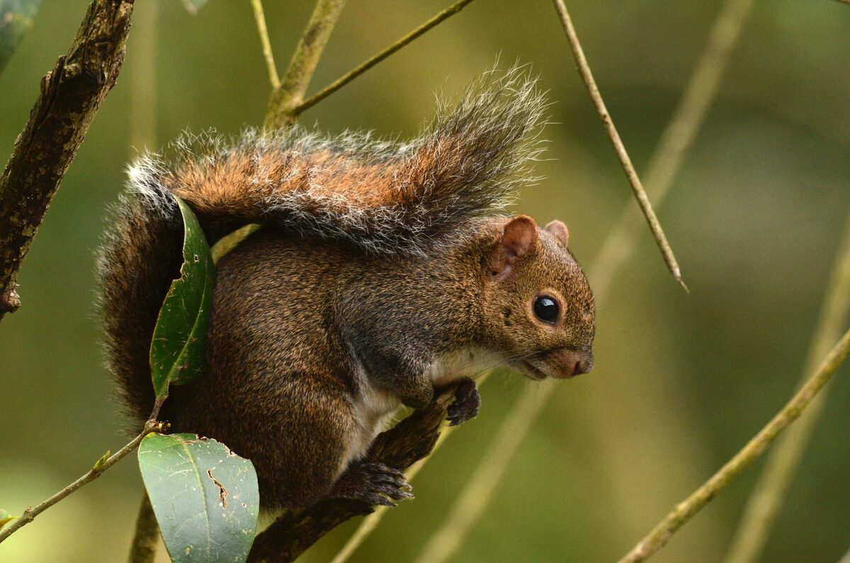 Deppe's squirrel perched on a branch in cloud forest