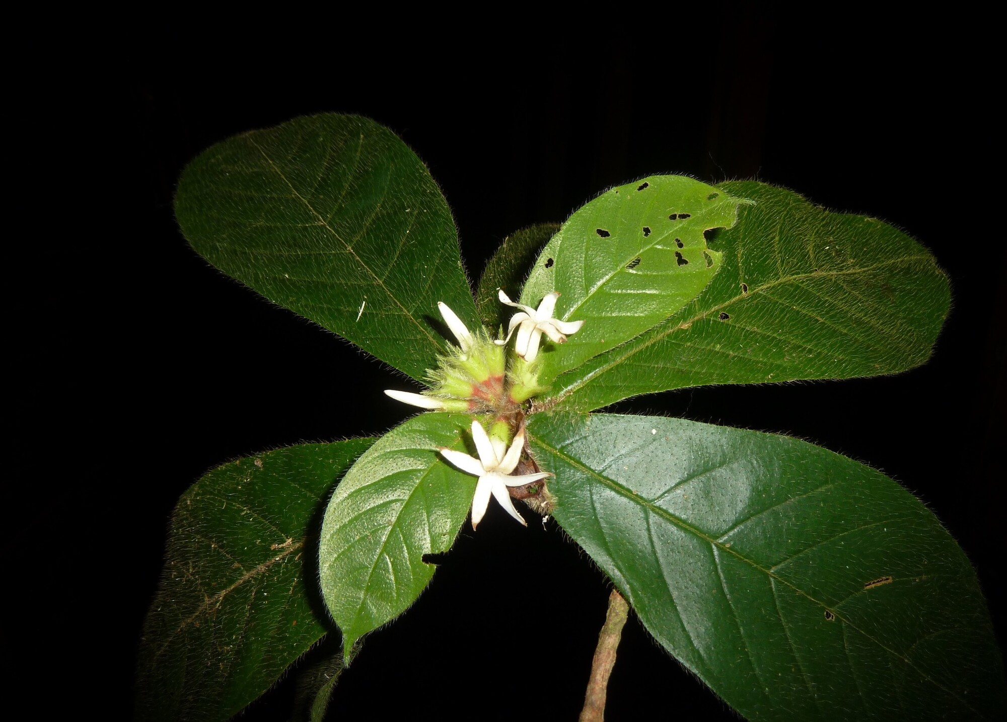 Duroia costaricensis white flowers