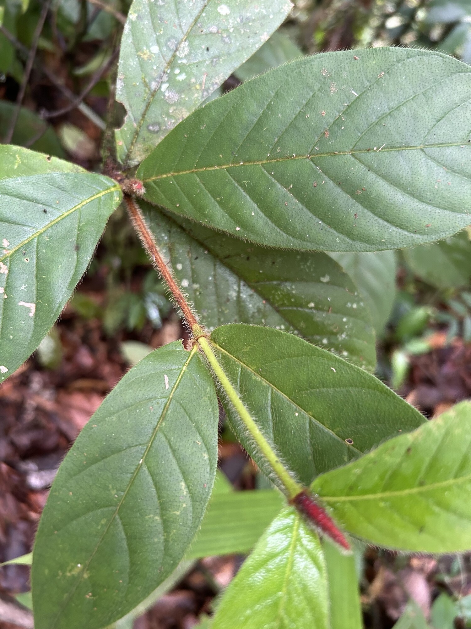 Duroia costaricensis stem showing characteristic pubescence