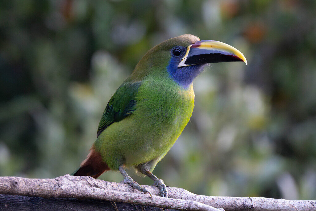 Emerald Toucanet (Aulacorhynchus prasinus)