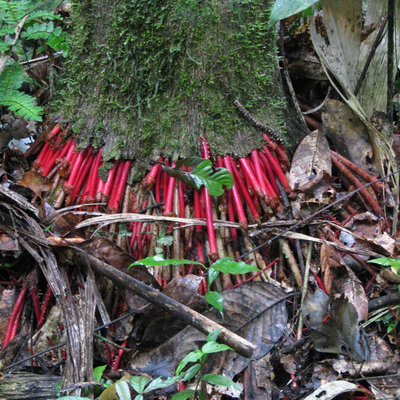 Açaí palm