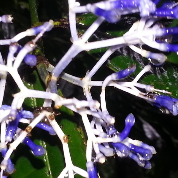 Poeppig's Faramea