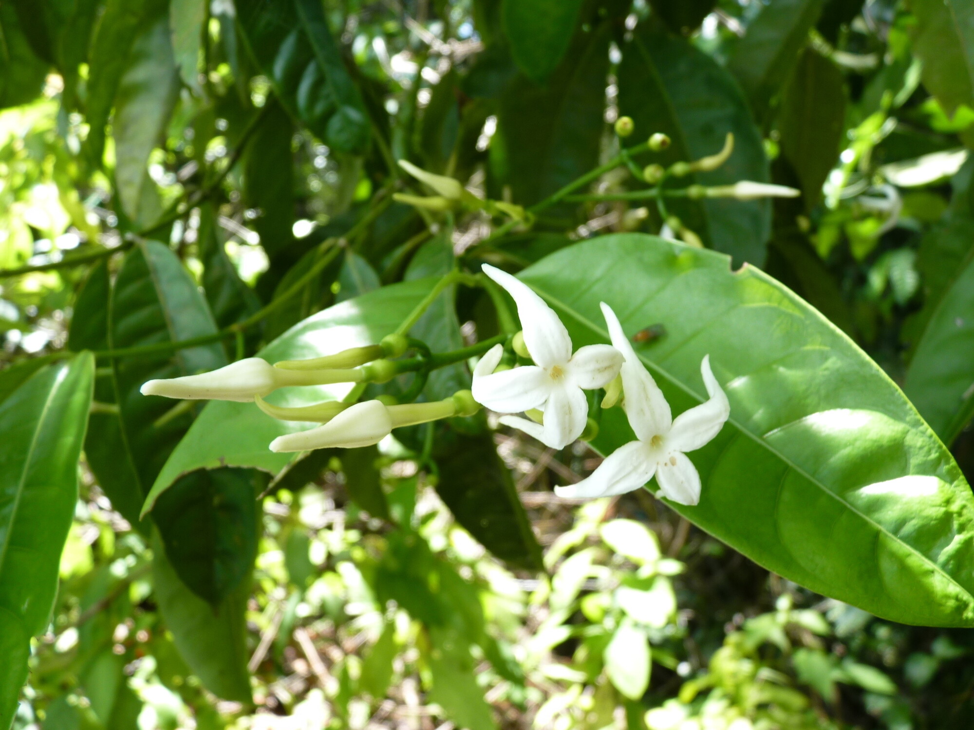 White tubular flowers of Faramea occidentalis