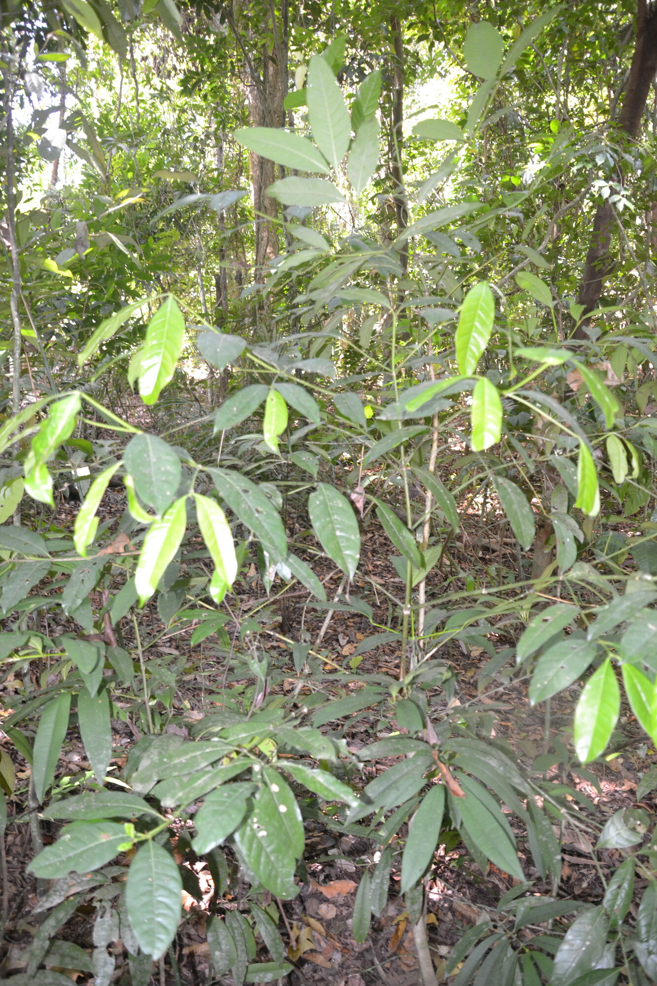 Faramea occidentalis understory tree habit