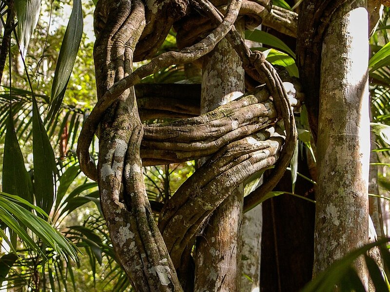 Strangler Figs of the Brunca Region
