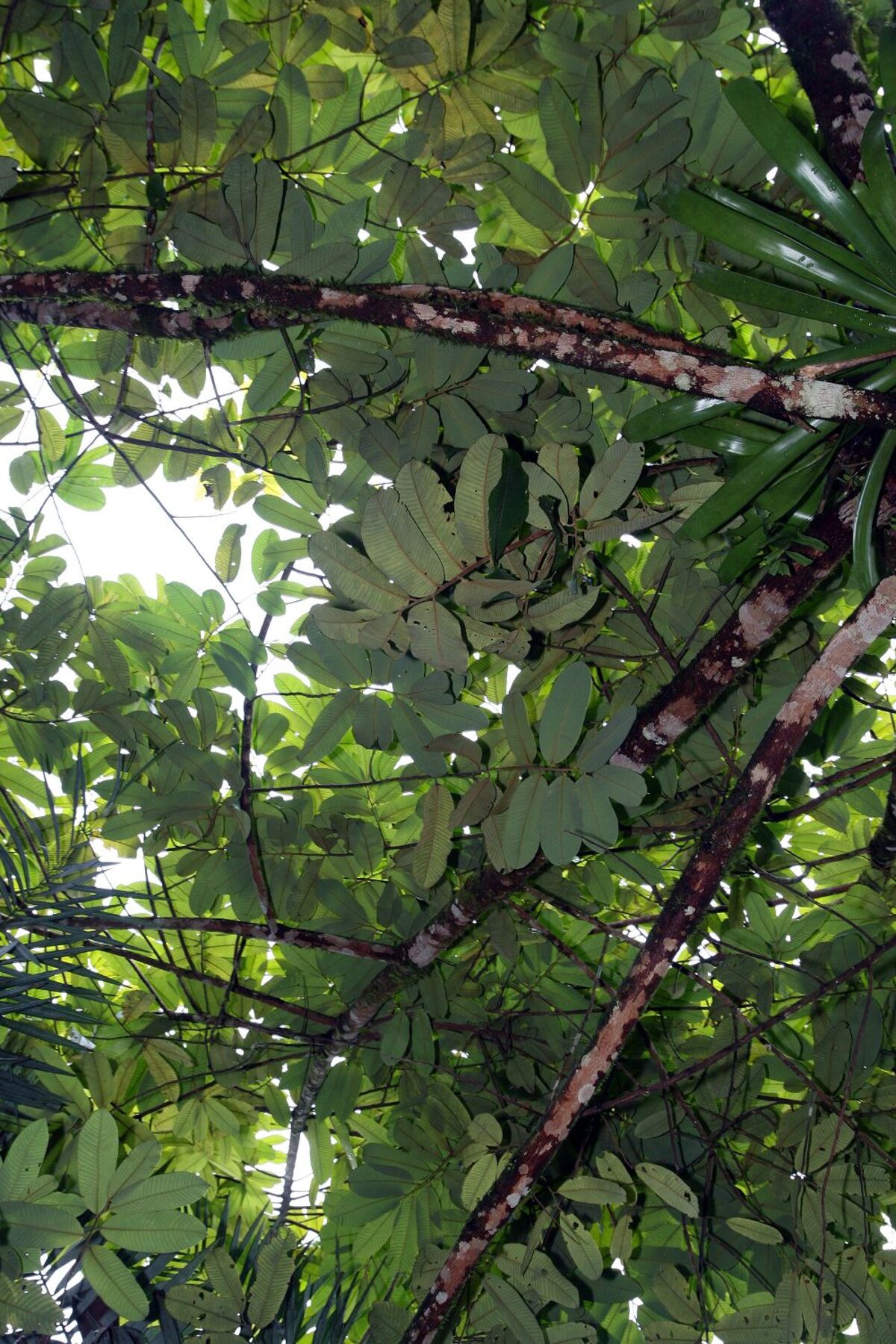 Virola koschnyi canopy showing leaves and branching pattern
