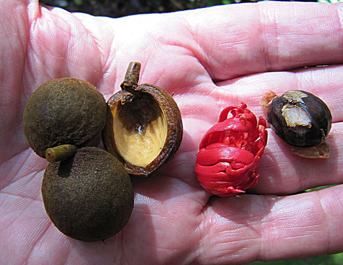 Virola koschnyi fruits showing capsules and scarlet aril