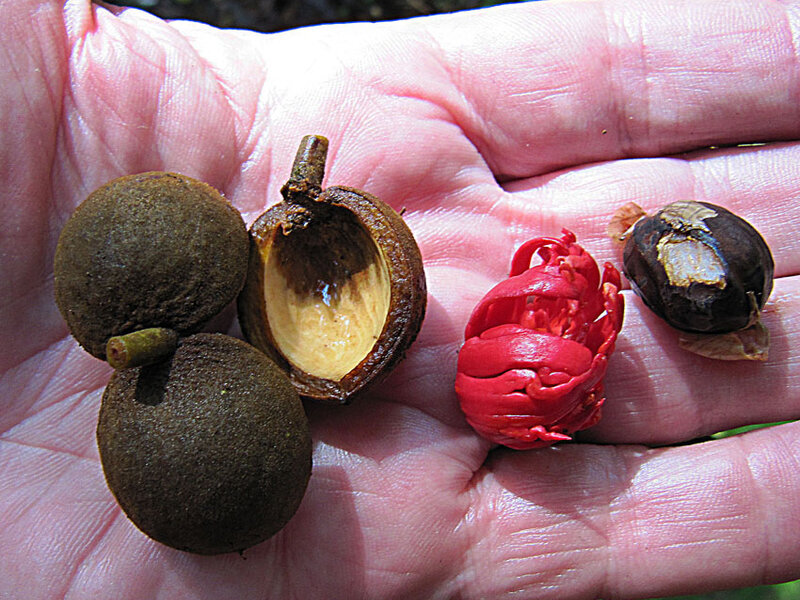 Fruta Dorada