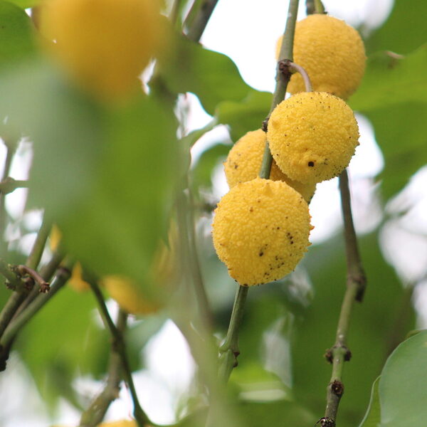 Lemon Drop Mangosteen