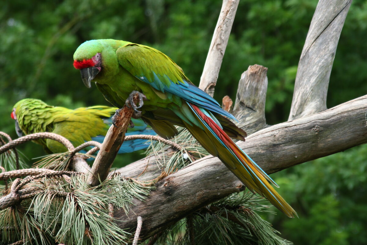 Great Green Macaw (Ara ambiguus) perched, showing its distinctive green plumage and large beak