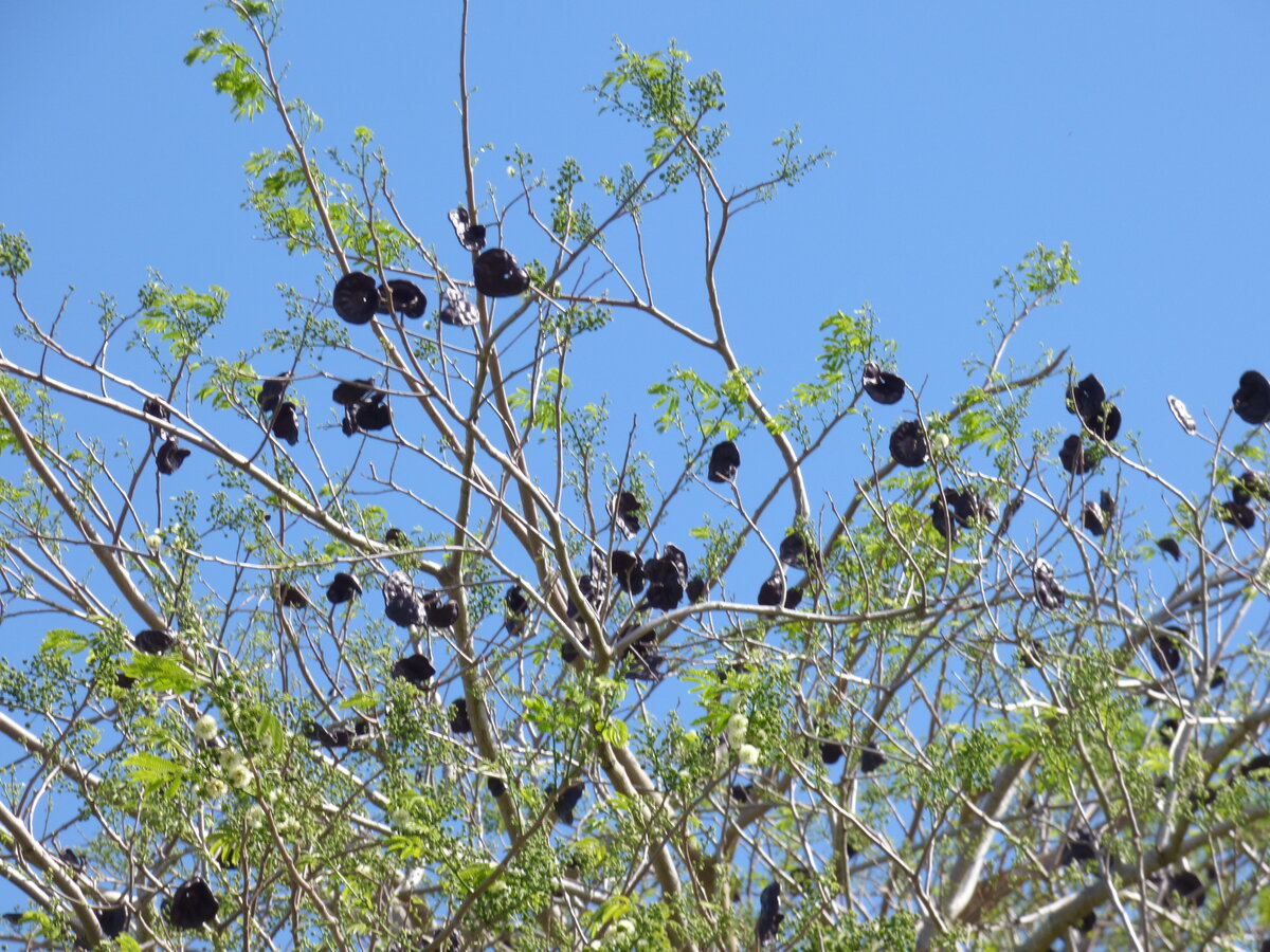 Guanacaste ear-shaped seed pods showing the spiral form that gives the tree its name
