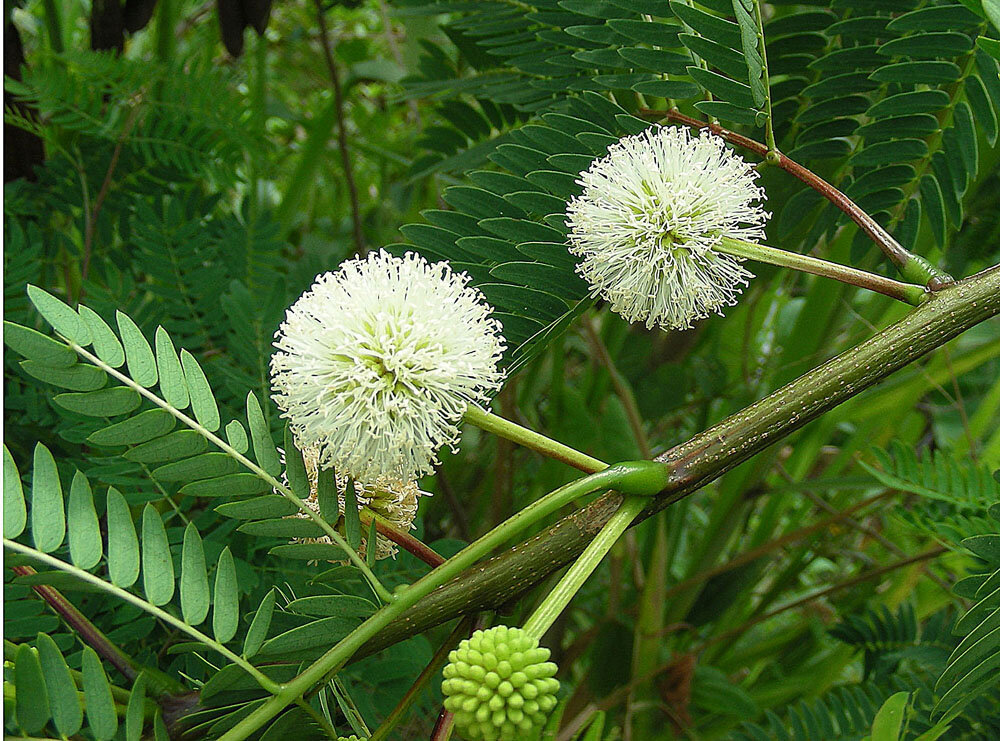 Guanacaste white spherical flower head showing the characteristic filamentous stamens
