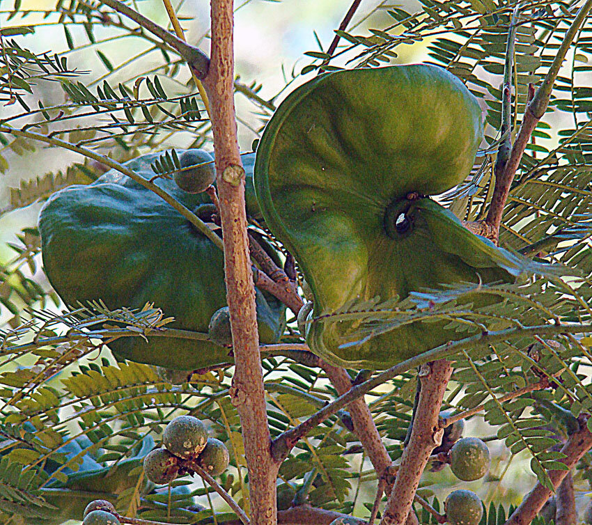 Guanacaste seed pods on the tree, showing both green developing pods and mature brown pods