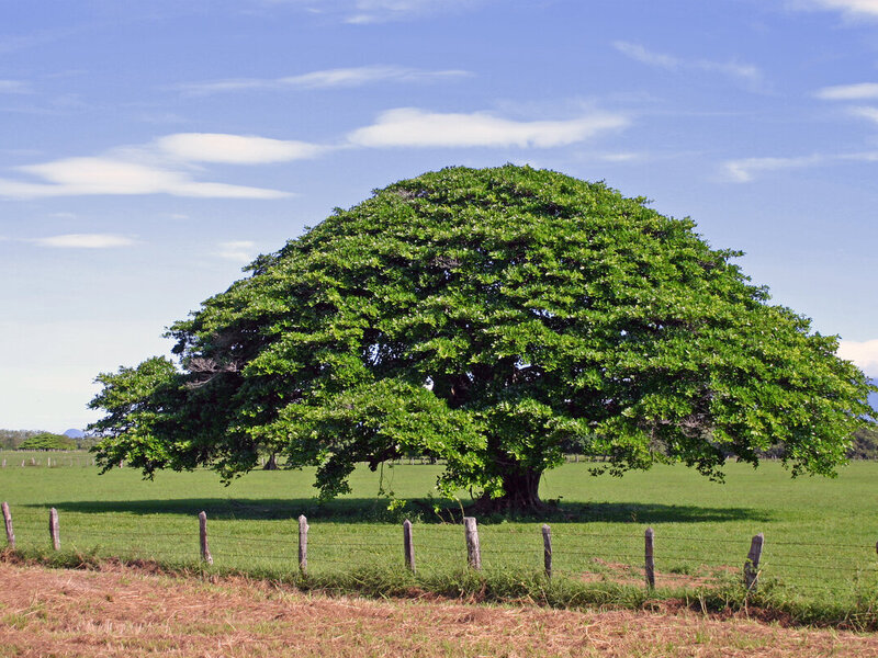 Guanacaste