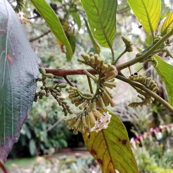 Crisped-flower Guettarda