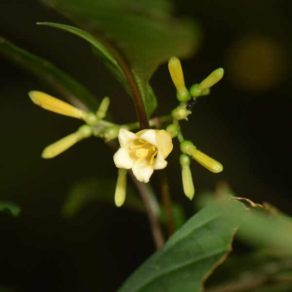 Balsamillo