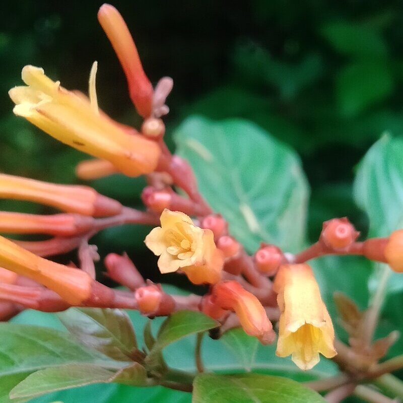 Coralillo