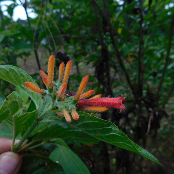 Rovirosa's Firebush