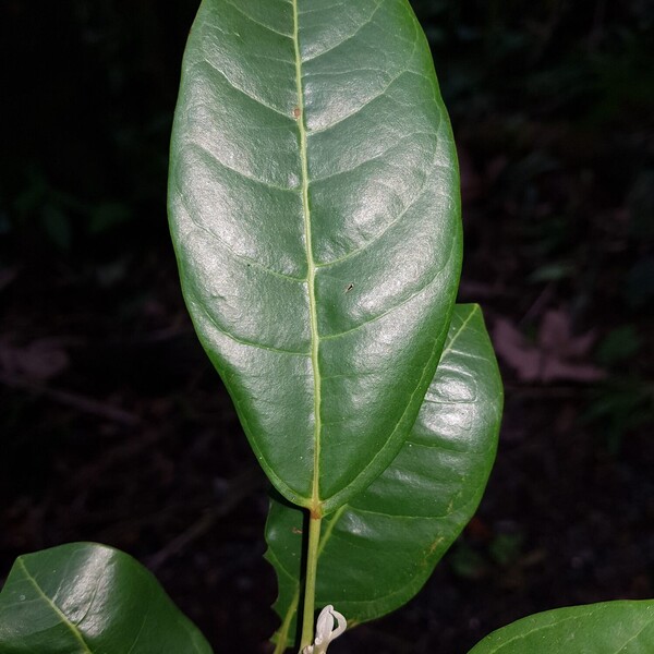 Twin-flowered Hernandia