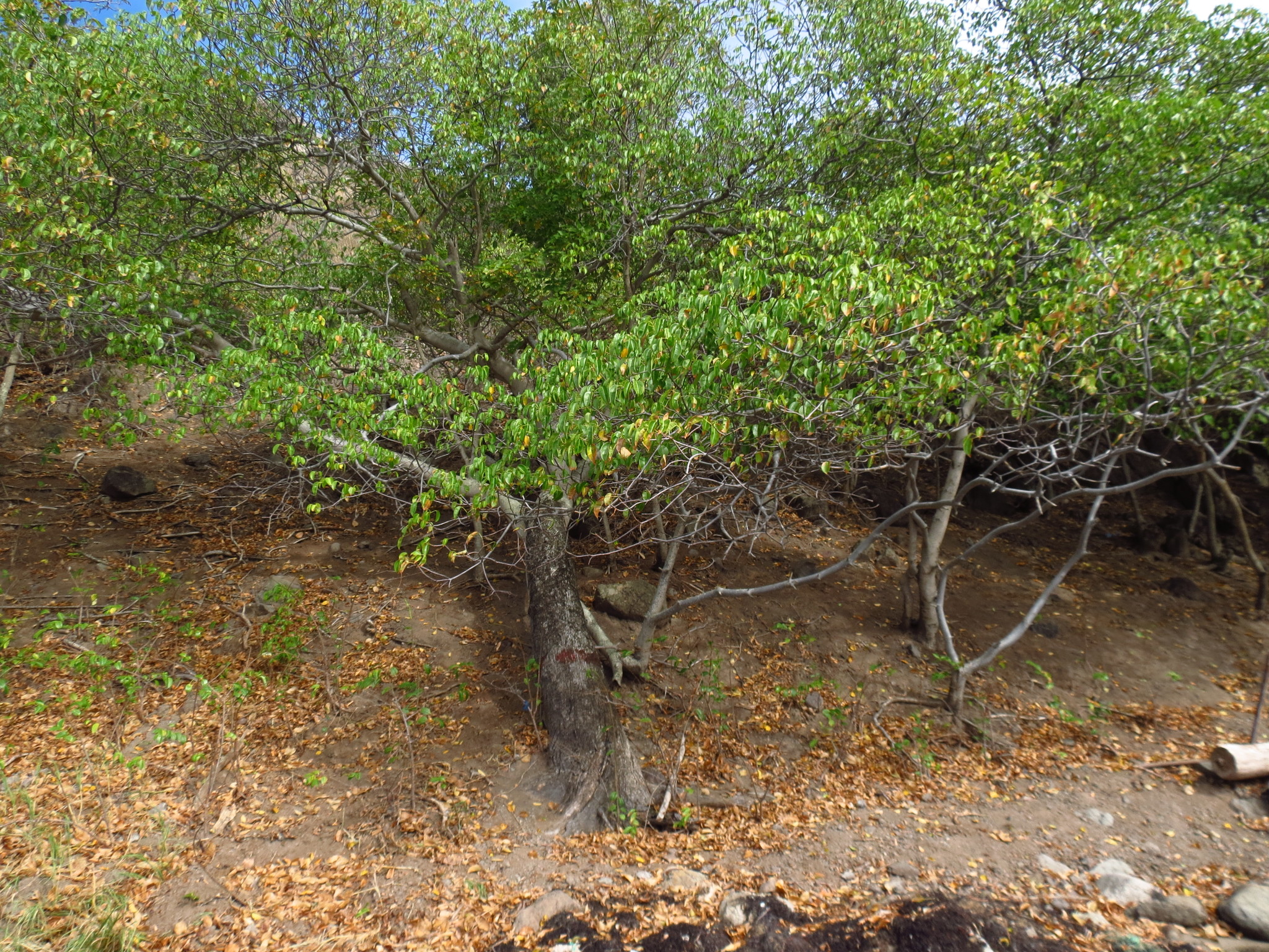 Manchineel tree growing on a sandy beach in Martinique