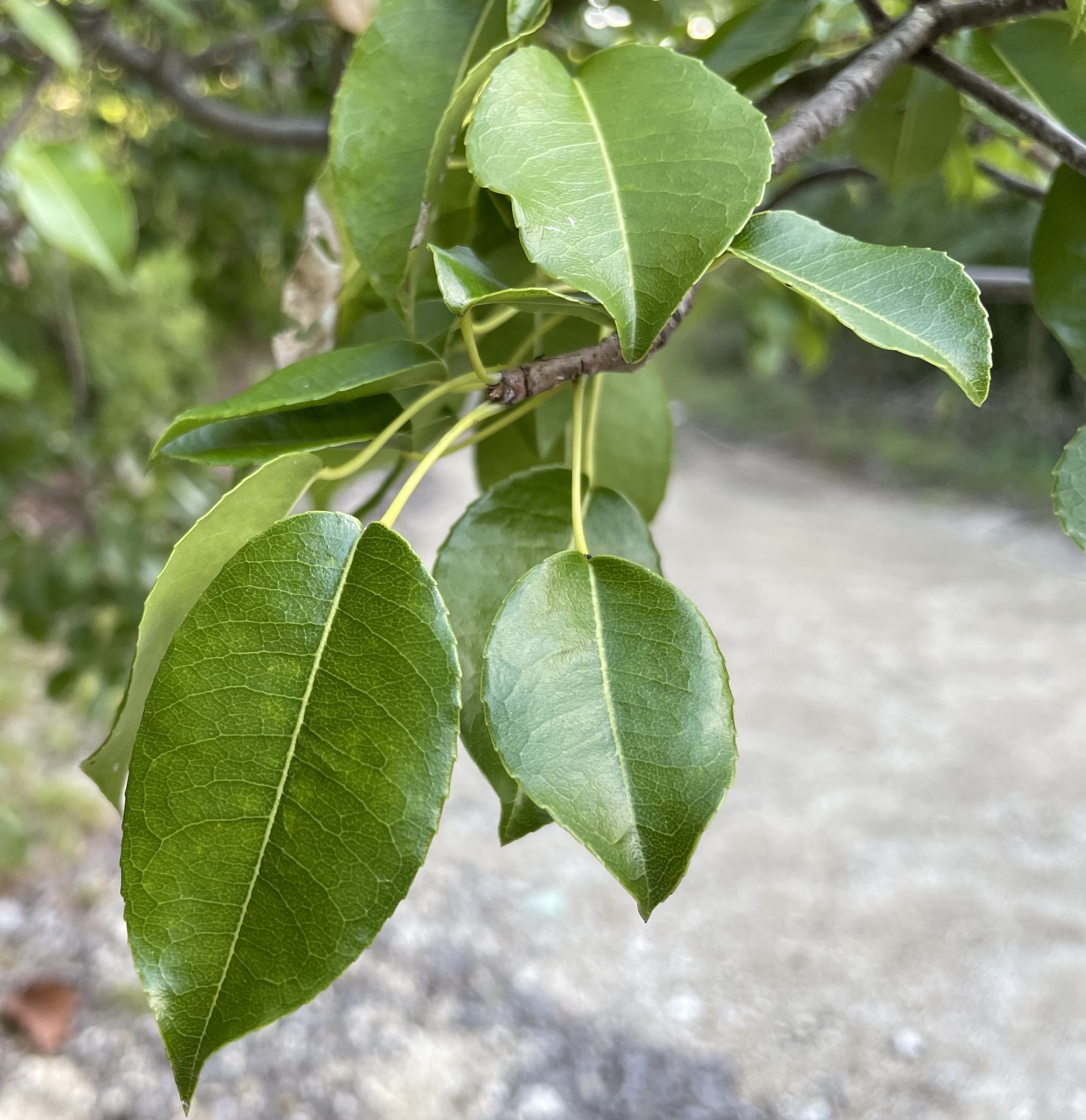 Manchineel leaves showing ovate shape with serrate margins
