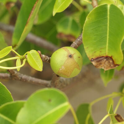 Manchineel
