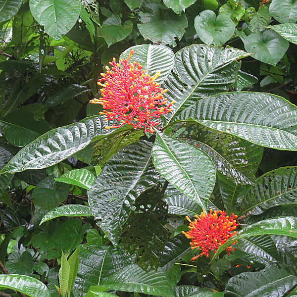 Firecracker Plant