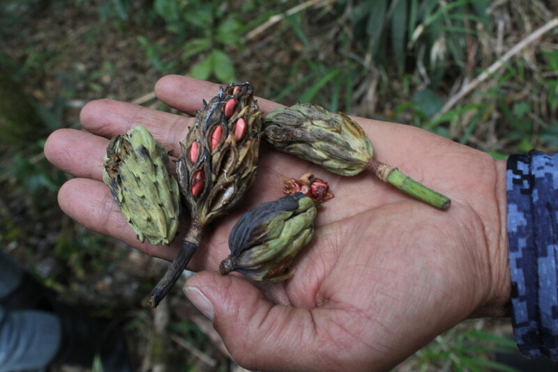 Magnolia poasana fruits showing cone-like aggregate follicles with red seeds