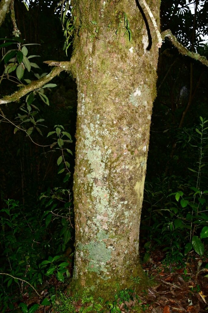 Close-up of Magnolia sororum bark showing texture and lichens