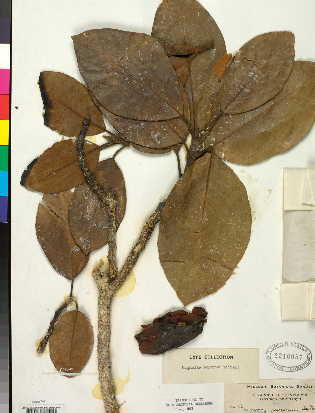 Type specimen of Magnolia sororum collected by Russell Seibert in Panama
