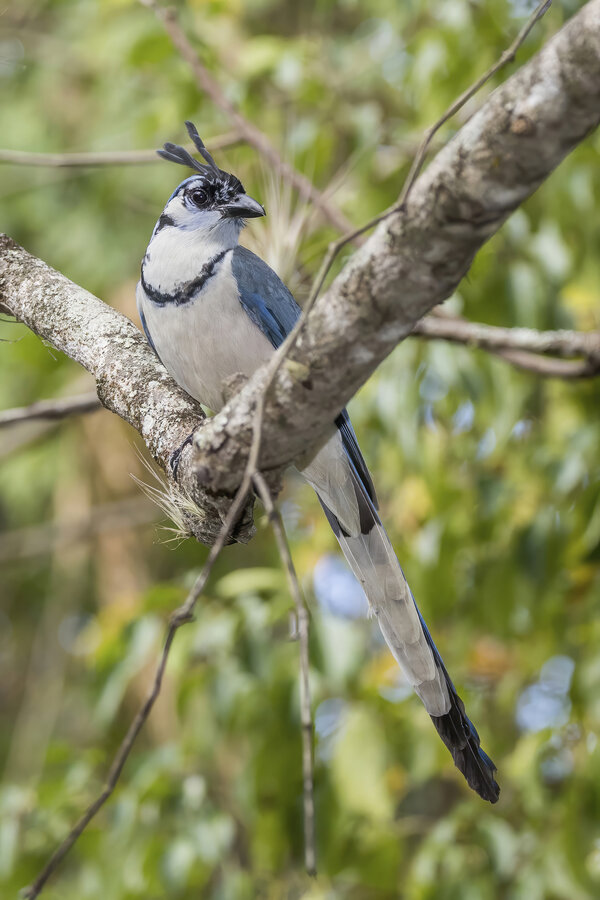 White-throated Magpie-Jay in Honduras