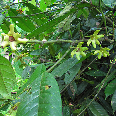 Malagueto