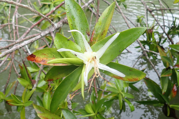 Mangle Piñuela